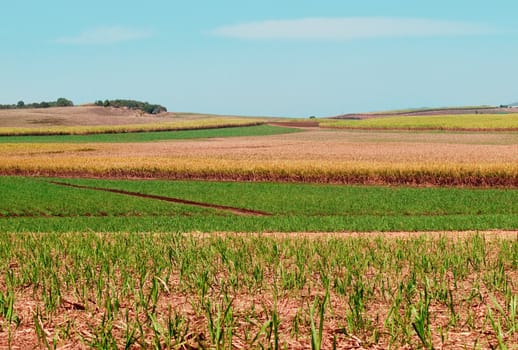 Plantation of sugarcane fields for Australian agriculture landscape under cultivation with sugar cane,  ploughed land and green new growth