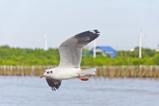 The white seagull flying in sky over the sea at Bang Pu beach, Samutprakan, Thailand