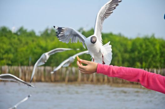 The white seagull flying in the sky taking food from hand at Bang Pu beach, Samutprakan, Thailand