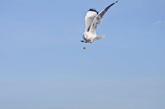 Alone white seagull flying catch food in blue sky at Bang Pu beach, Samutprakan, Thailand