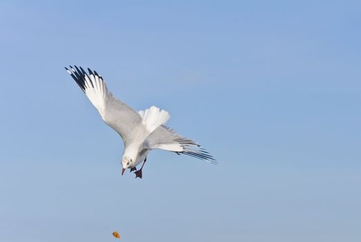 Alone white seagull flying catch food in blue sky at Bang Pu beach, Samutprakan, Thailand