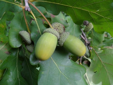 Acorns on a branch among green leaves