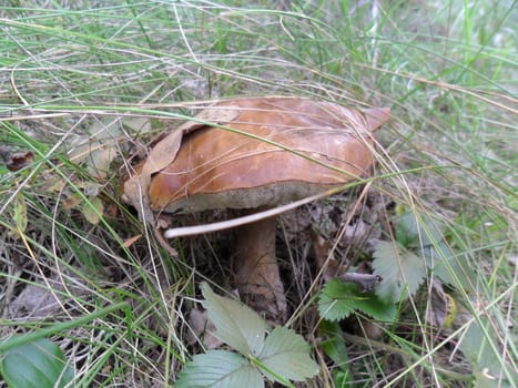 boletus mushroom in the green grass and
leaves