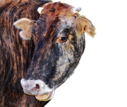 Cow walking on the mountain meadow isolated on the white background