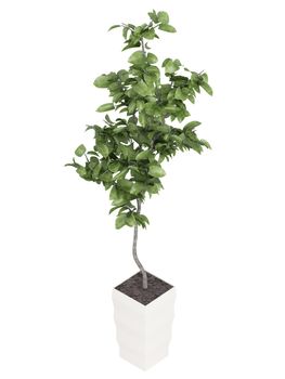 Bay laurel tree, an aromatic evergreen tree with glossy leaves used in cooking, growing as a potted houseplat isolated on white