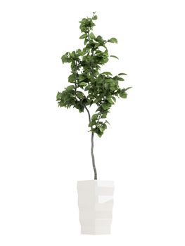 Bay laurel tree, an aromatic evergreen tree with glossy leaves used in cooking, growing as a potted houseplat isolated on white