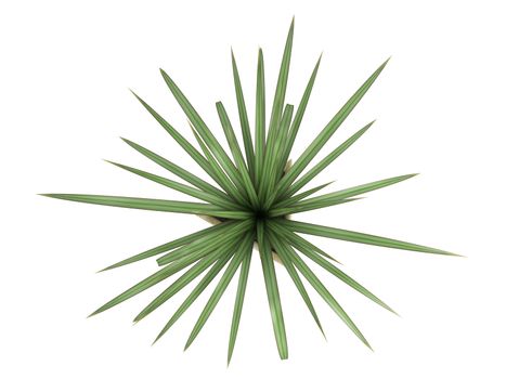 Small Pandanus plant, a monocot dioecious shrub with evergreen leaves, growing in a pot as an ornamental foliage houseplant isolated on white