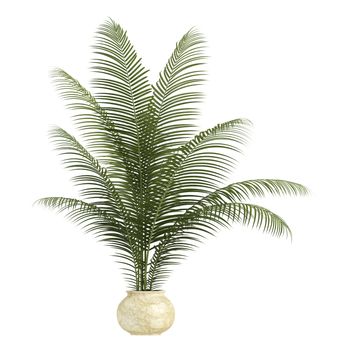 Areca palm houseplant with multiple fronds growing in a small ceramic container isolated on white