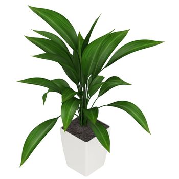 A healthy green leafy aspidistra grown as a common foliage houseplant isolated on white