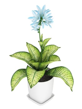 Pretty blue flowering Hosta with variegated green and yellow leaves growing in a container isolated on white