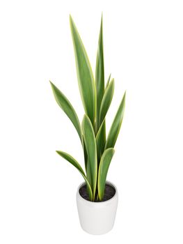 Sansevieria, the snake plant, growing in a pot as a decorative houseplant where it forms dense clusters isolated on white