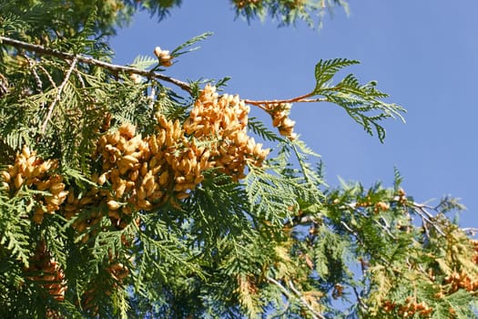 Arborvitae branch with ripe light brownish cones against the blue sky on a fine autumn day 