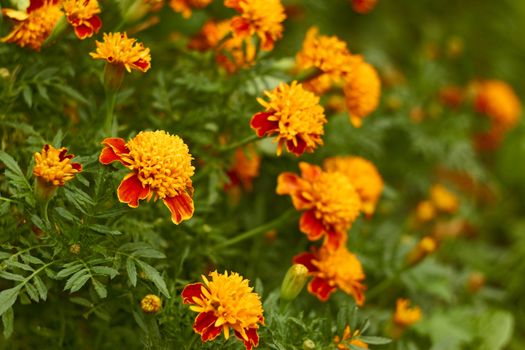 Blossoming marigold flower on a flowerbed in autumn day