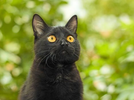 Portrait of funny young black cat on the background of green foliage