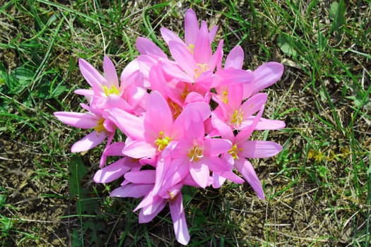 autumn crocus (colchicum autumnale) forming a natural bouquet