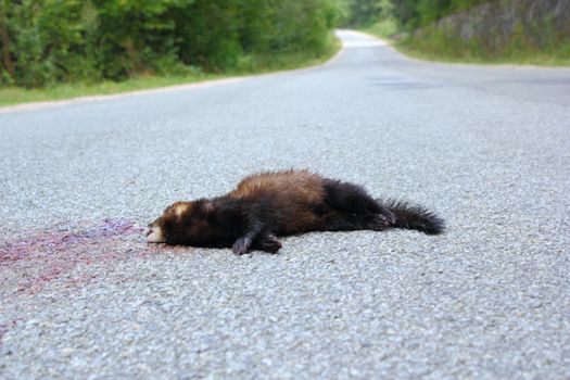 dead ferret (mustela putorius) was hit by a car while passing a mountain  road