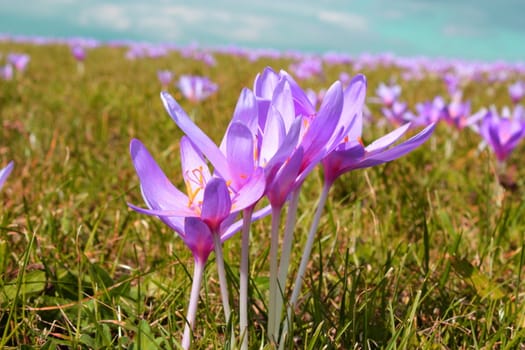 detail of wild mountain flowers (colchicum autumnale) in the field