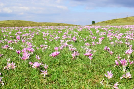 meadow invaded with mountain autumn crocus