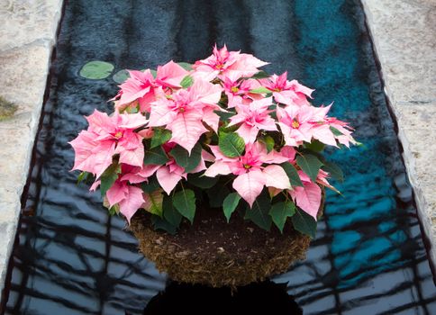 Pink Poinsettia Basket Over Water