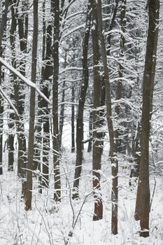 Winter forest with snowy trees