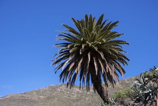 palmtree at the mountains in Tenerife