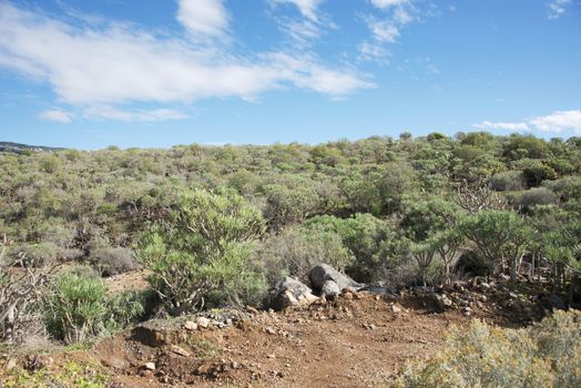 Tenerife landscape with green plants and blue sky