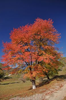 Autumn tree with the forest behind