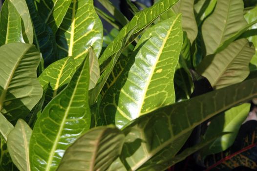 green Jessamine - Codiaeum Variegatum (L) blume