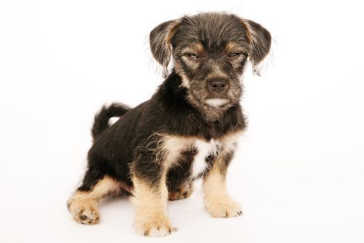 Puppy isolated on white