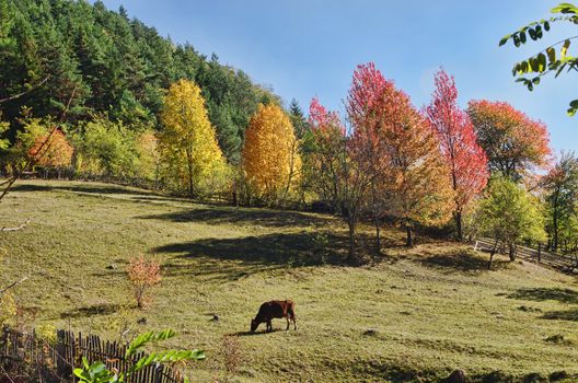 Cow on pasture in autumn