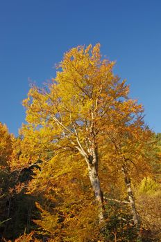 Autumn tree in the forest