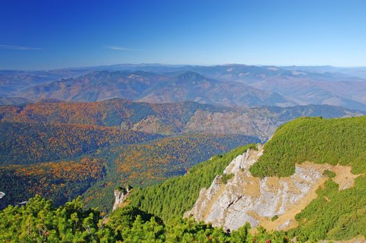 Juniper and autumn forest behind