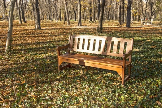 Wooden bench in autumn park green ivy ground