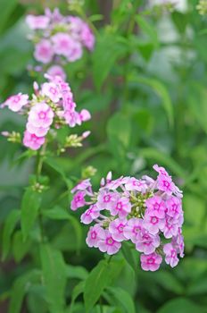 Summer purple flower in the garden