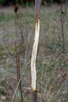 Small tree is rubbed by a buck s antlers during the rutting season