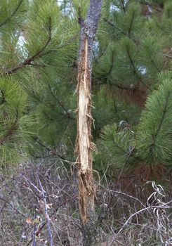Small tree is rubbed by a buck s antlers during the rutting season