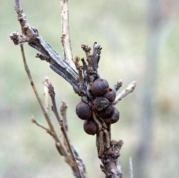 Oak apple gall on an oak tree caused by a cynipid wasp