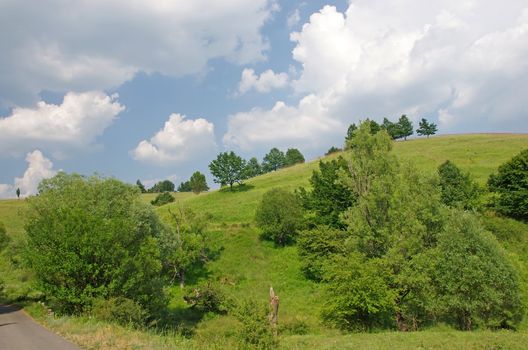 Trees on the hill, summer scenery