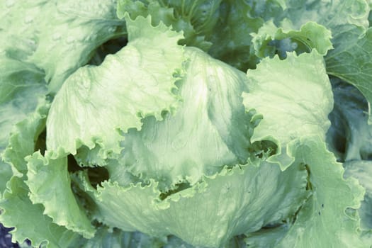 White cabbage closeup backgound; focus on front leaves