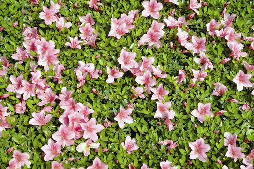 fresh detailed background of blossom azalea (rhododendron) bushes
