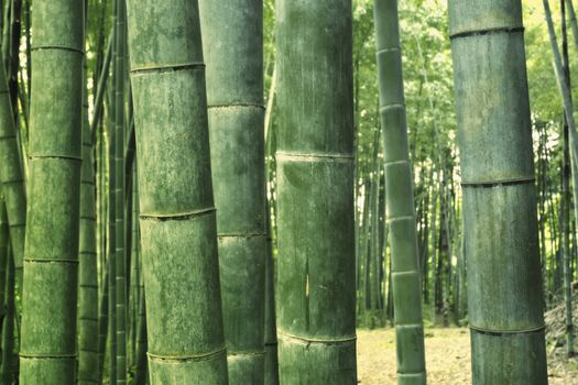 giant green bamboo trees grow up in row in twilight forest; focus on front trees