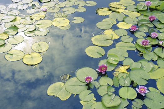 quiet scenic Japanese pond with pink water-lily flowers and sun reflection