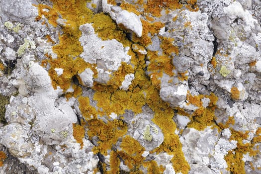 red lichen on the gray stone background; focus on central part