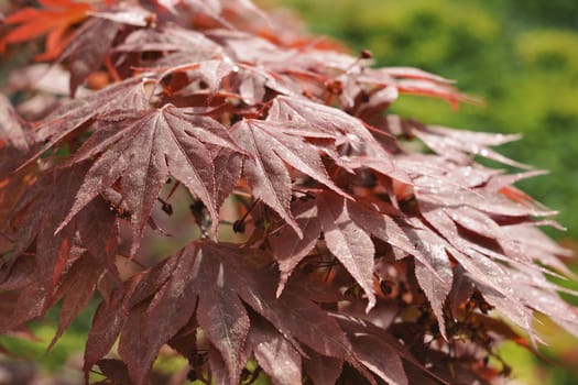 Japanese red maple close-up, focus on front leafs
