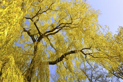 big bright yellow willow tree over blue sky