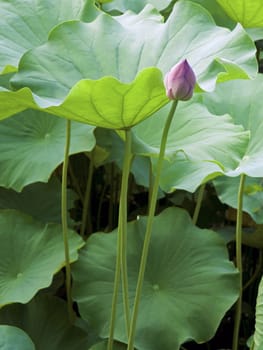 pink lotus bud with many big green leafs around