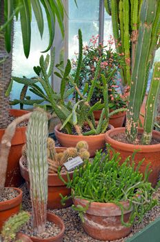 Greenhouse full of cactus plants