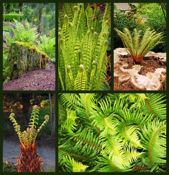 Collage of different varietys of ferns