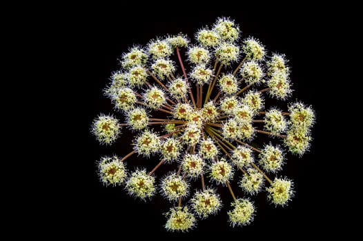 Meadow flower, Queen Annes Lace