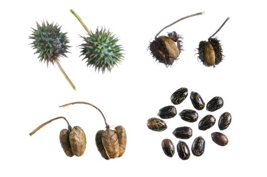 Four stages of seed propagation from green capsule to dry released seeds
